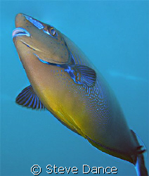 Bignose Unicornfish: 2 of them were playing around in our... by Steve Dance 